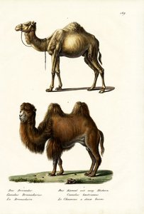 Dromedary, 1824 by Karl Joseph Brodtmann